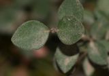 Correa pulchella