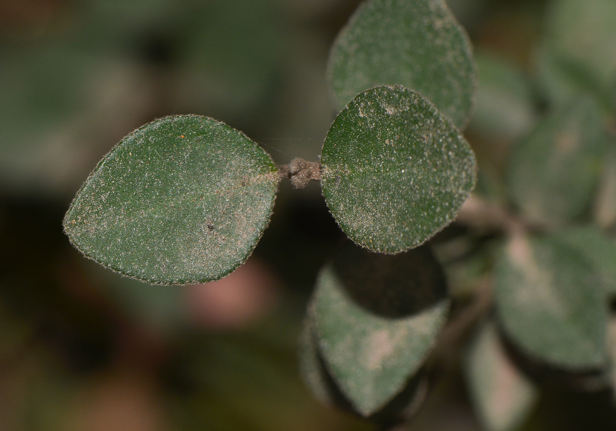 Image of Correa pulchella specimen.