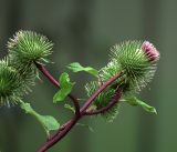 Arctium lappa. Верхушка цветущего растения. Московская обл., Раменский р-н, окр. дер. Хрипань, обочина внутридачной дороги. 24.07.2019.