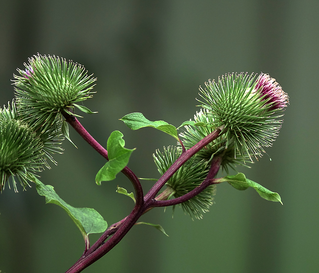 Изображение особи Arctium lappa.