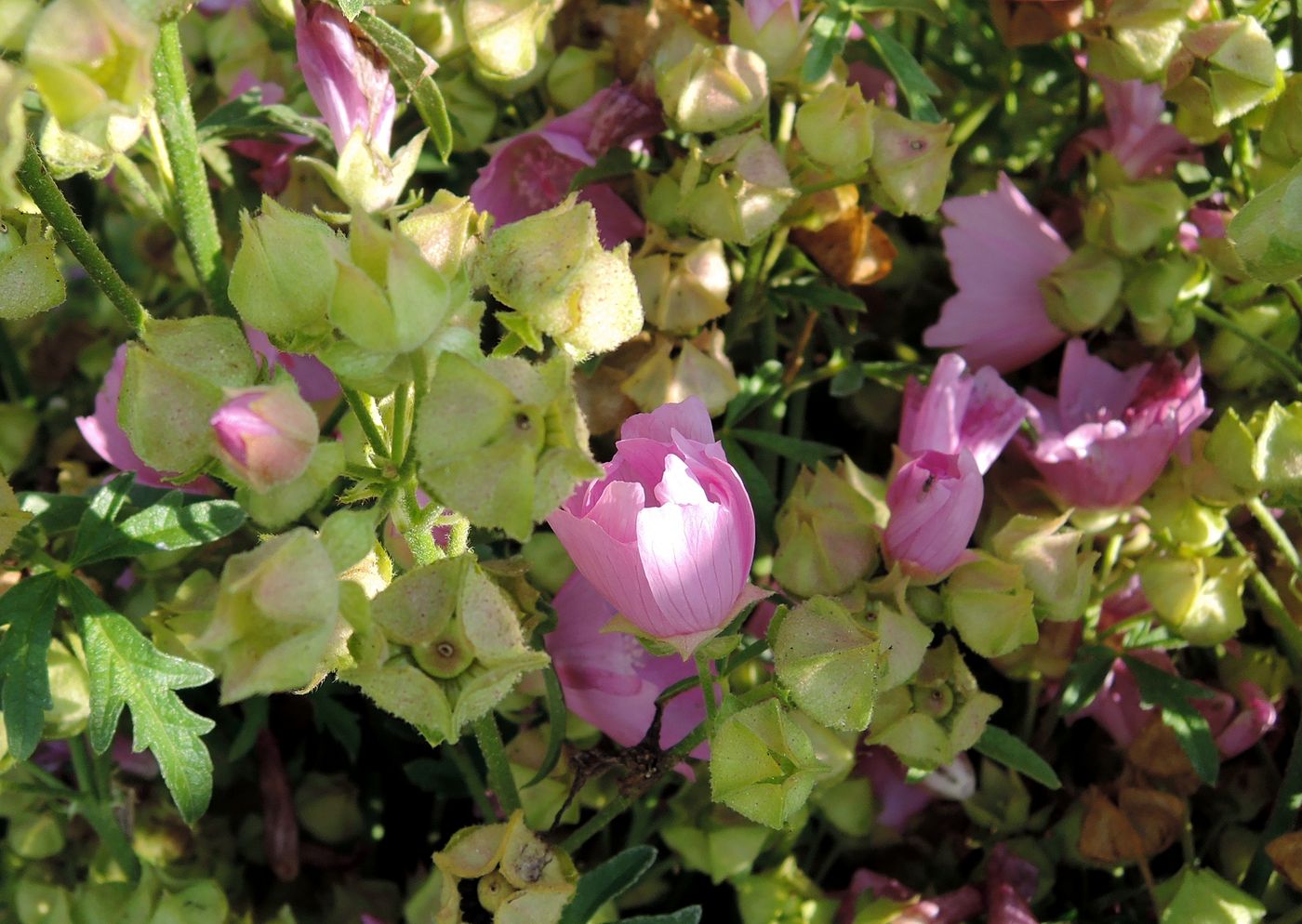 Image of Malva moschata specimen.