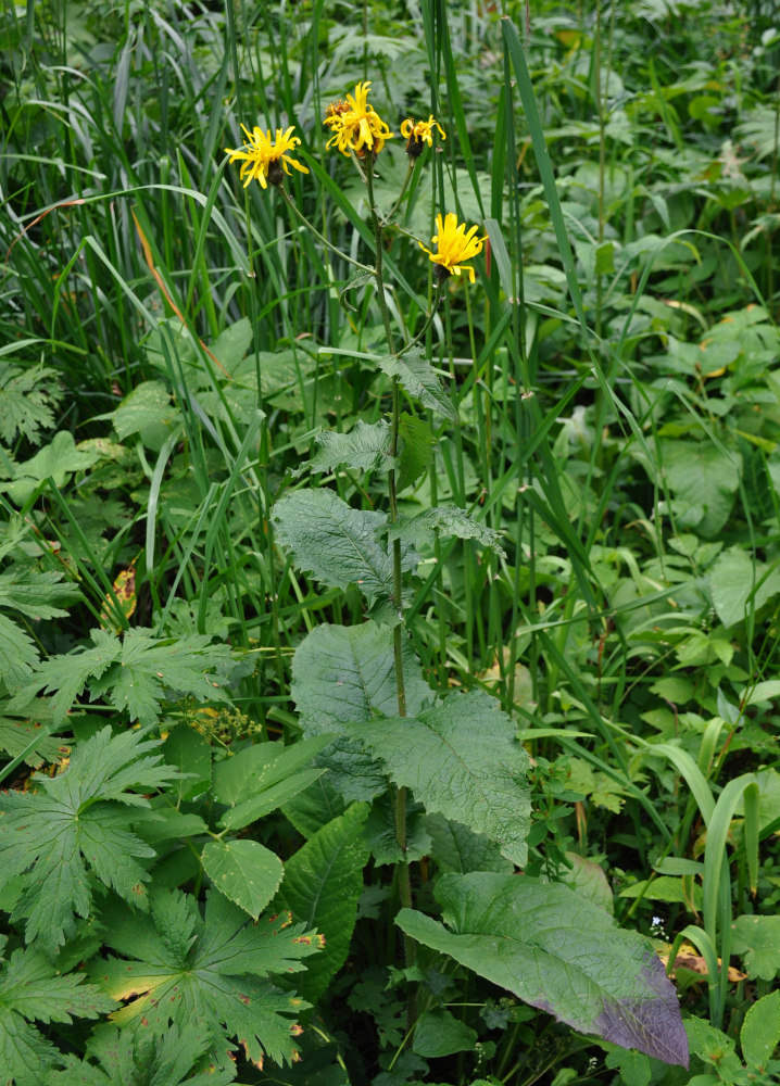 Image of Crepis sibirica specimen.