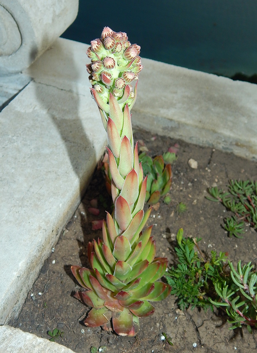 Image of Sempervivum tectorum specimen.