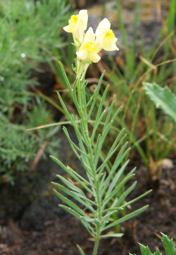 Image of Linaria debilis specimen.