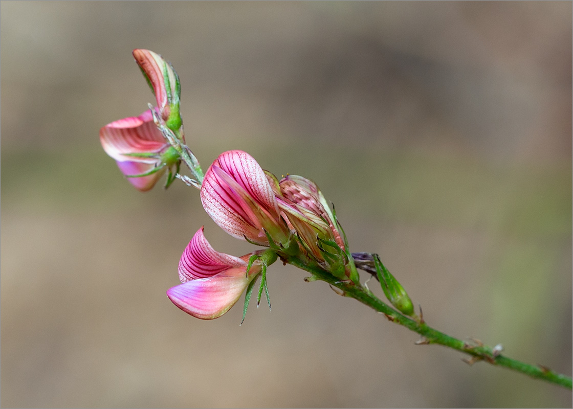 Изображение особи Onobrychis arenaria.