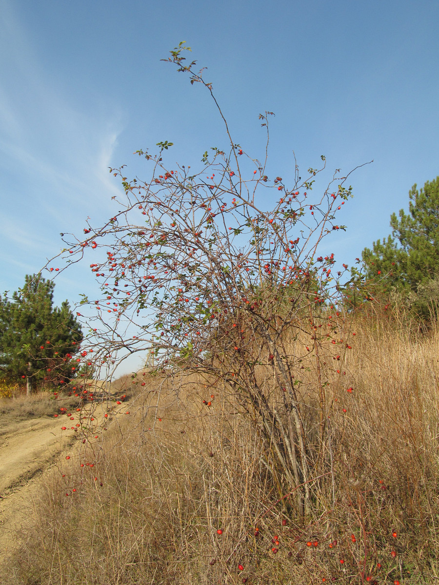 Image of Rosa subcanina specimen.