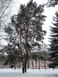 Pinus sylvestris. Сросшиеся у комля деревья. Беларусь, г. Гродно, лесопарк Пышки, санаторий \"Неман-72\", в культуре. 17.12.2018.