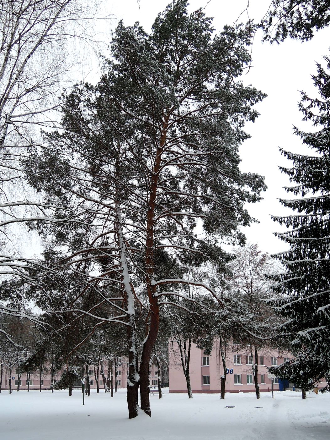 Image of Pinus sylvestris specimen.