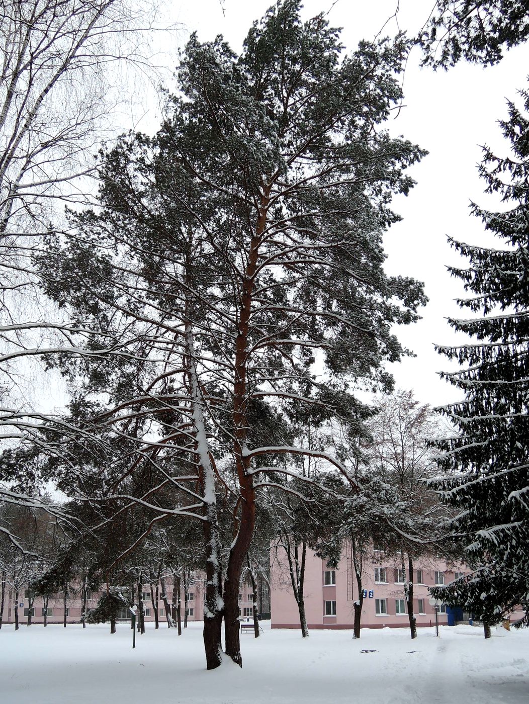 Изображение особи Pinus sylvestris.