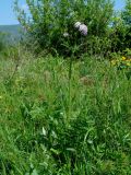 Valeriana alternifolia