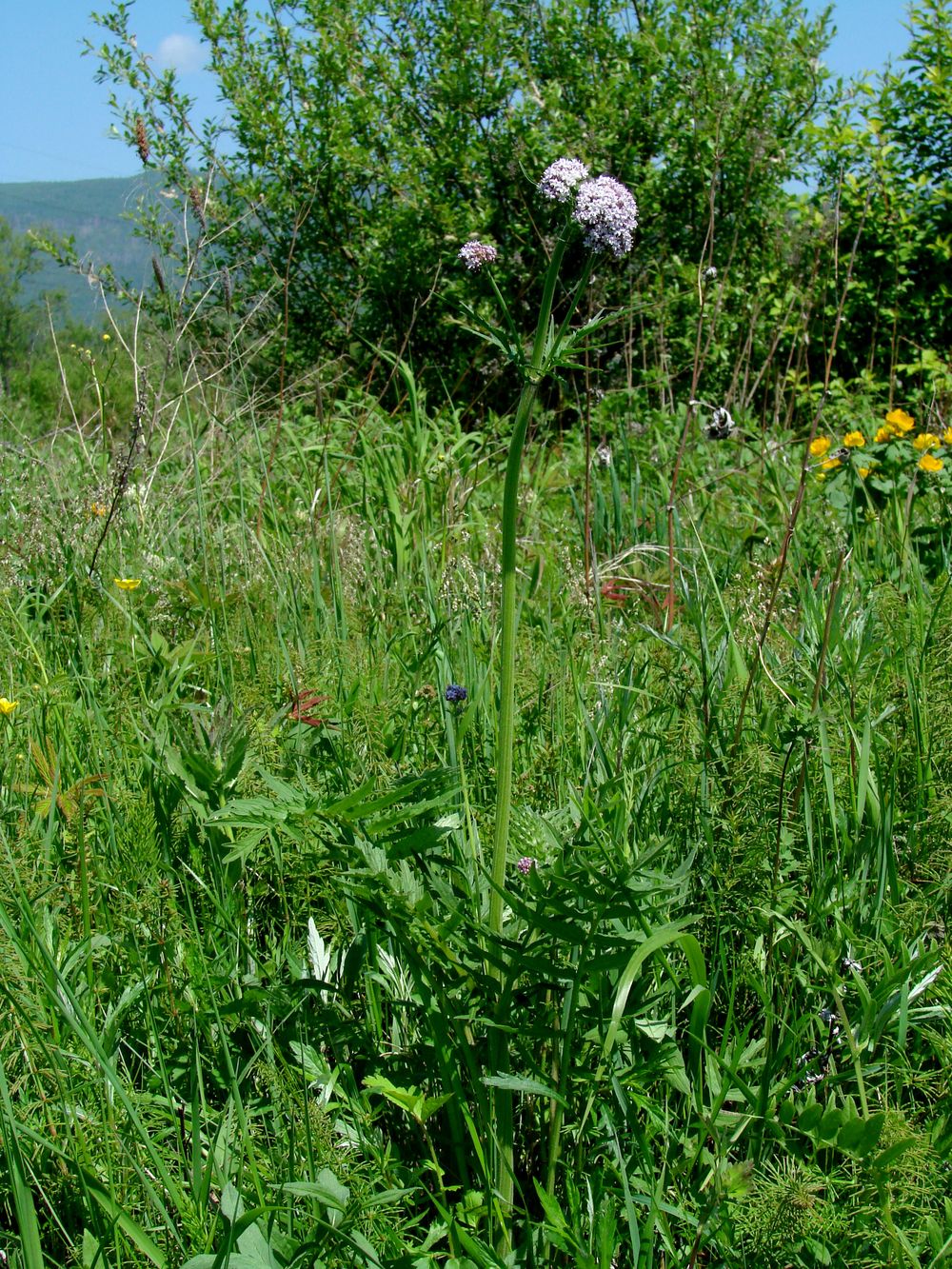 Изображение особи Valeriana alternifolia.