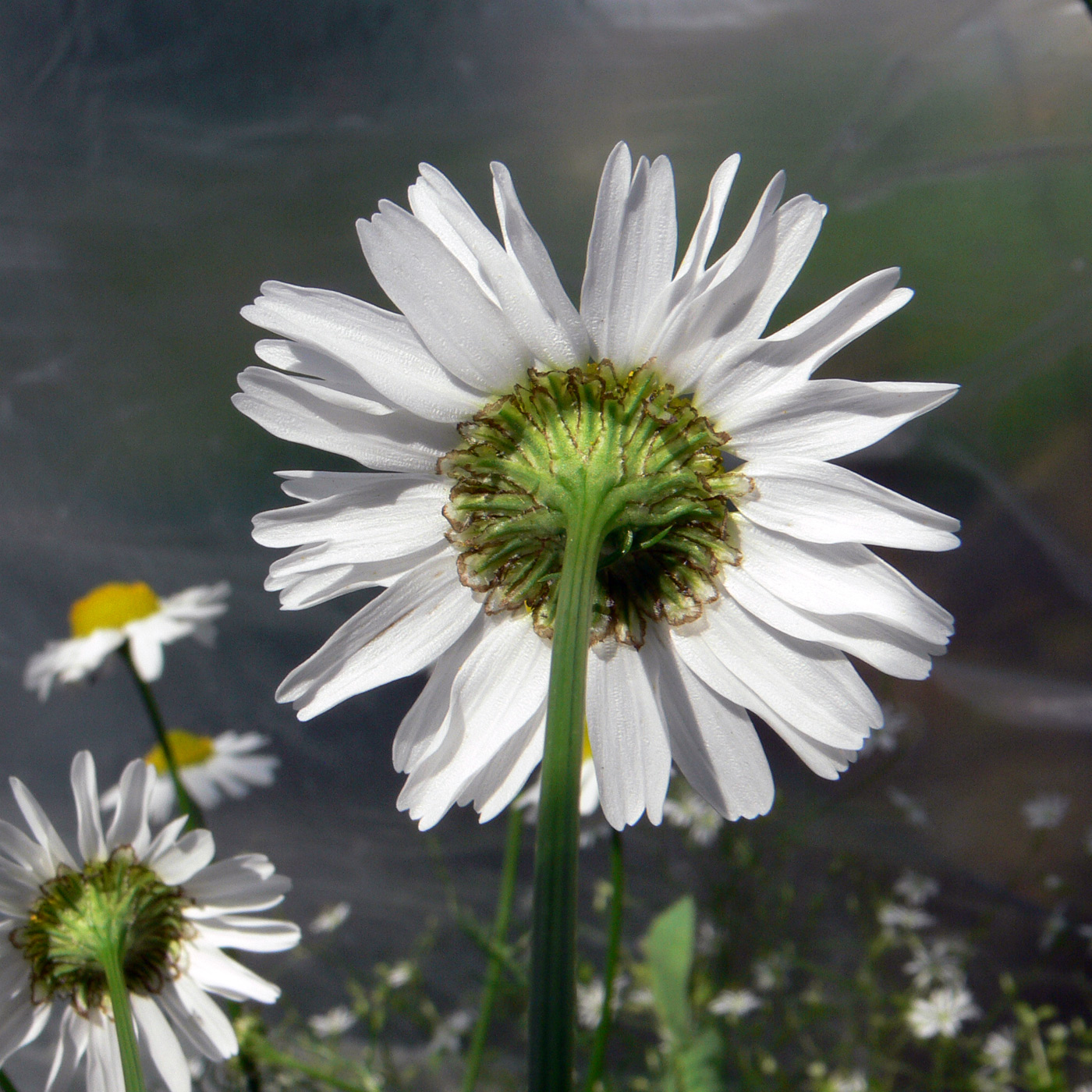 Изображение особи Tripleurospermum inodorum.