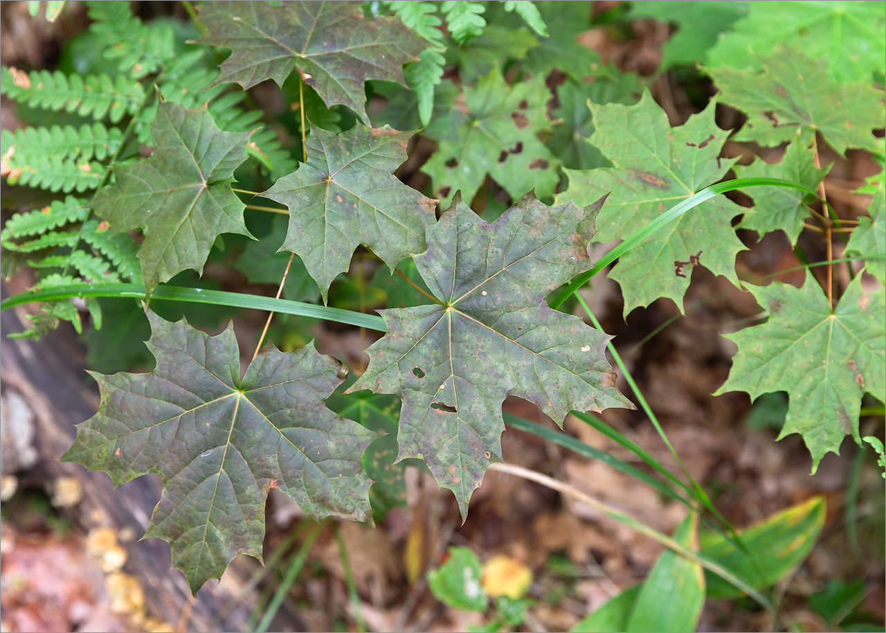 Image of Acer platanoides specimen.