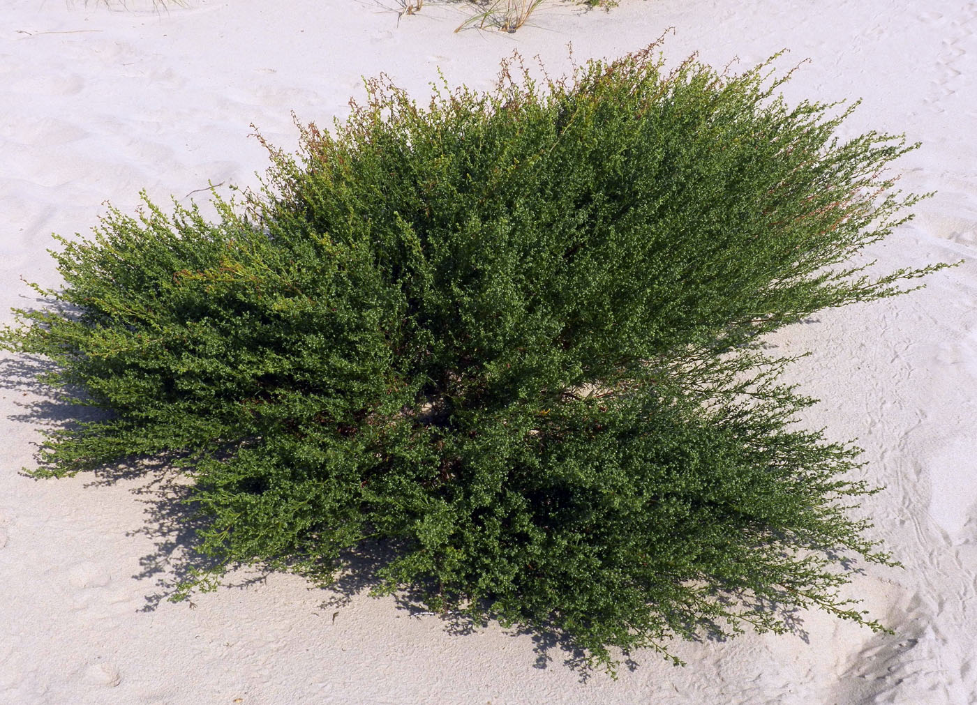 Изображение особи Artemisia campestris ssp. maritima.