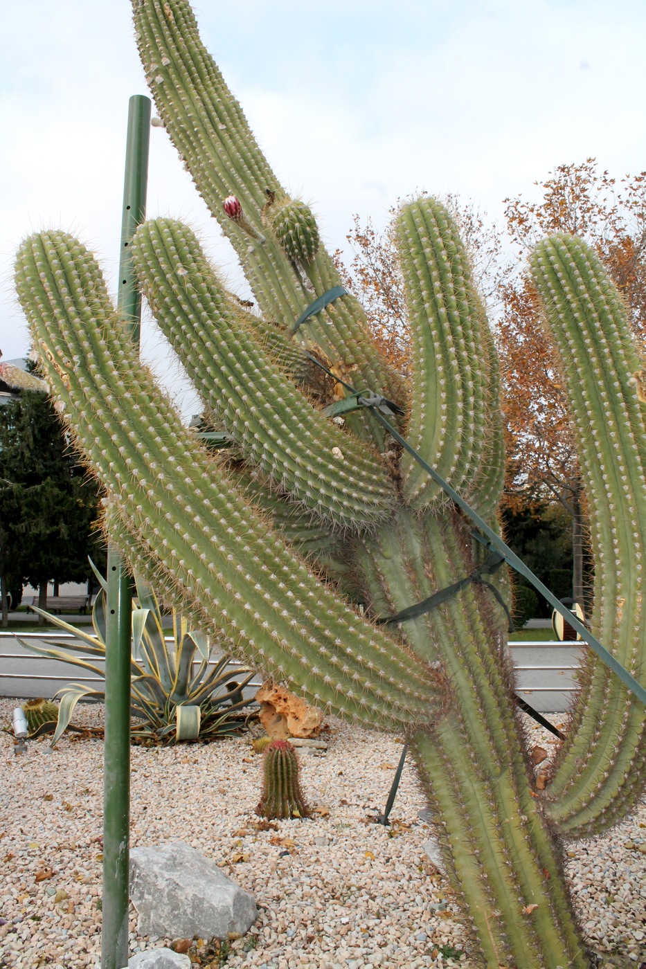 Image of genus Trichocereus specimen.