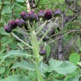 Cirsium helenioides. Верхушка аномального (?) расцветающего растения. Пермский край, подножие Вогульского камня, смешанный лес, долина р. Жигалан. 30.06.2010.