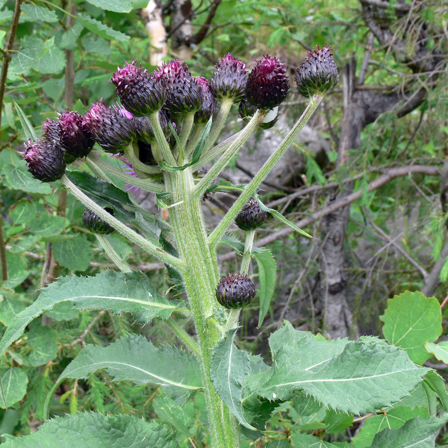 Image of Cirsium helenioides specimen.