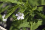 Geranium sibiricum. Цветок и листья. Сахалинская обл., Томаринский р-н, окр. пос. Неводское, насыпь ж.-д. 28.07.2017.