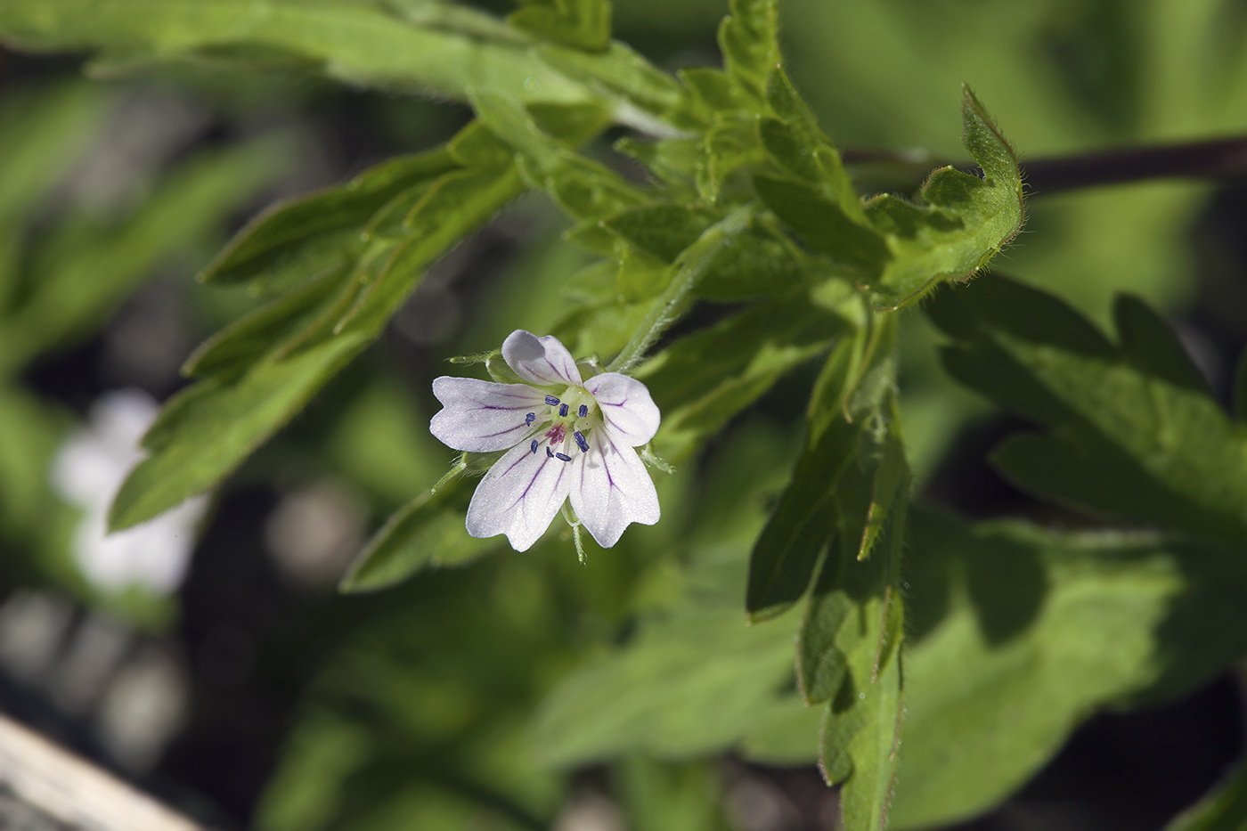 Изображение особи Geranium sibiricum.