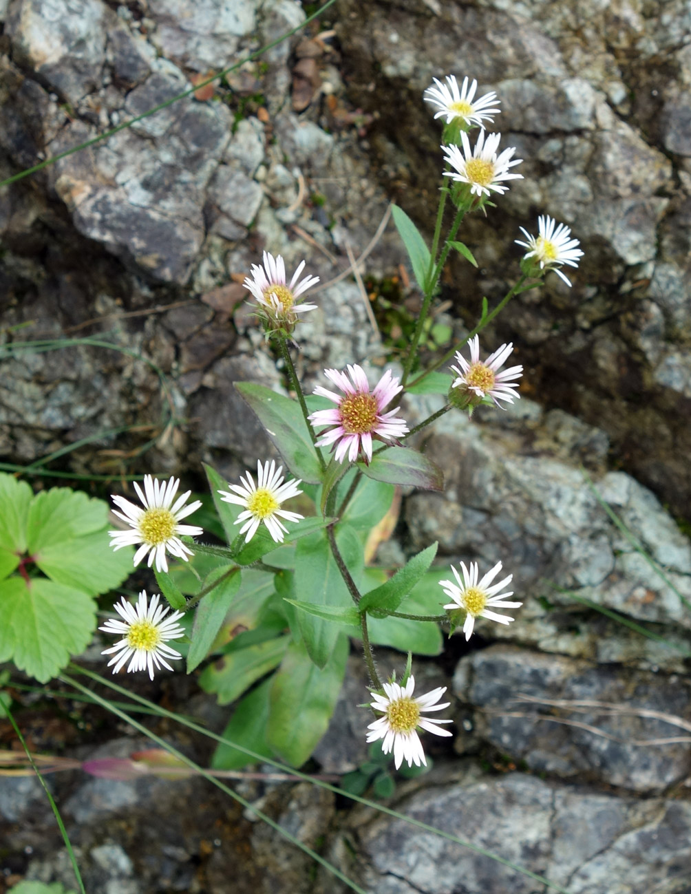 Изображение особи род Erigeron.