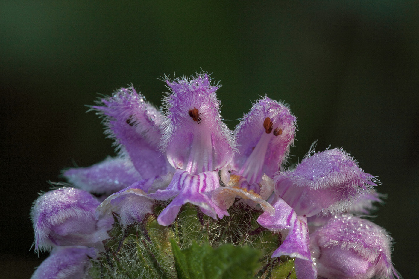 Image of Phlomoides tuberosa specimen.