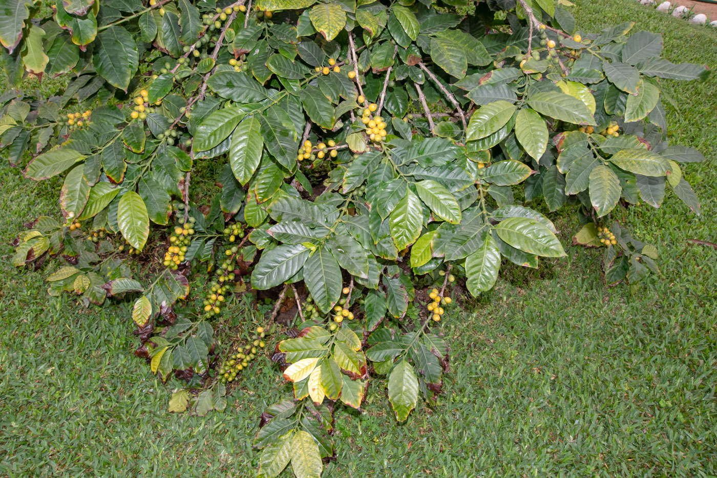 Изображение особи Coffea arabica.