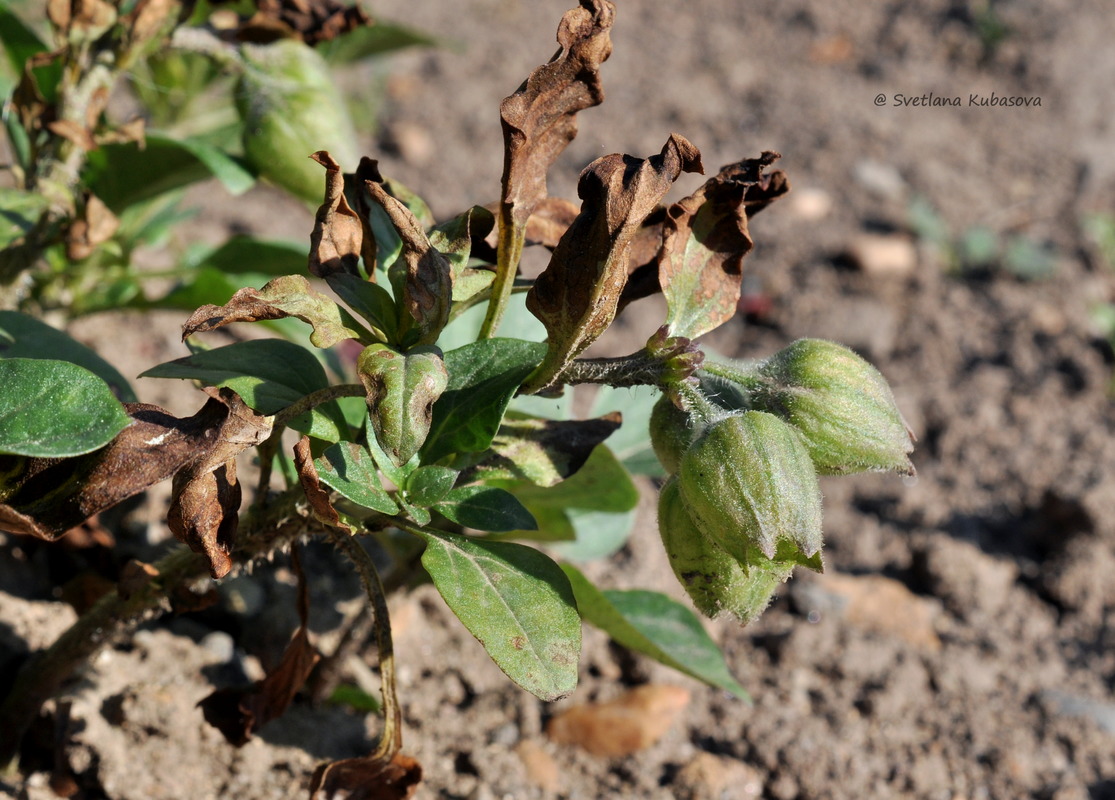 Image of Physochlaina physaloides specimen.