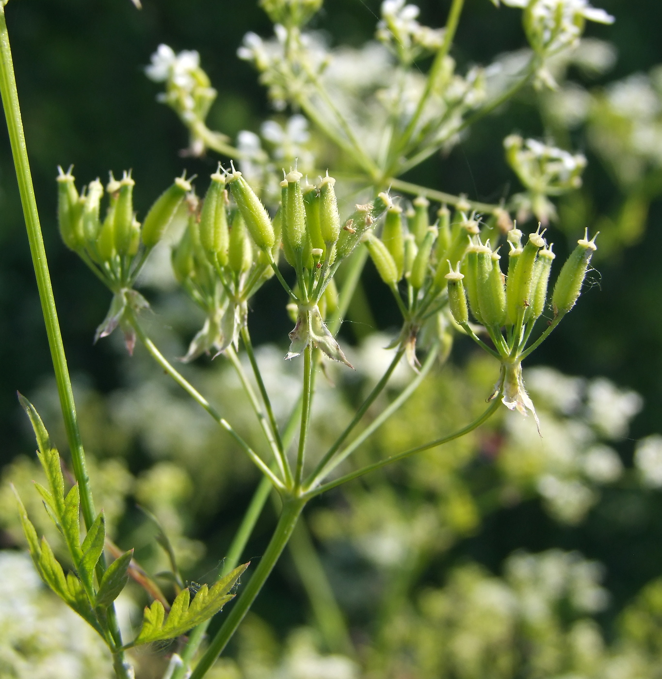 Изображение особи Anthriscus sylvestris.