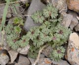 Geranium rotundifolium