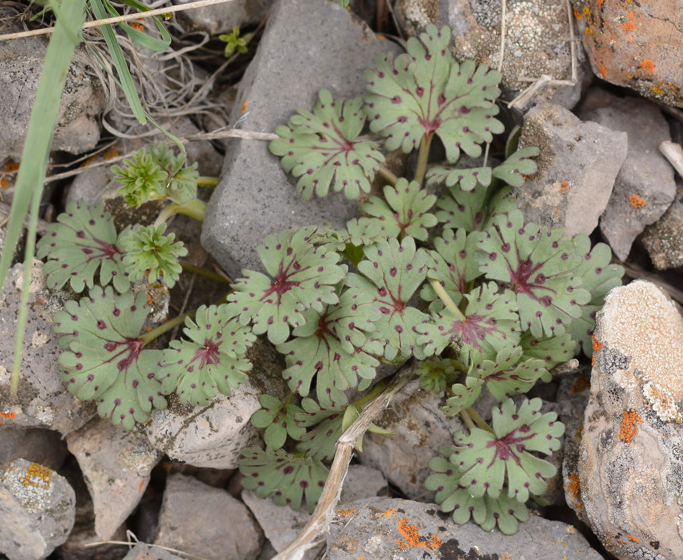 Image of Geranium rotundifolium specimen.