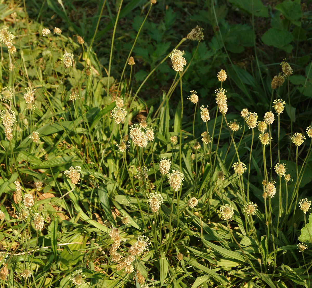 Image of Plantago lanceolata specimen.