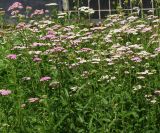 Achillea millefolium