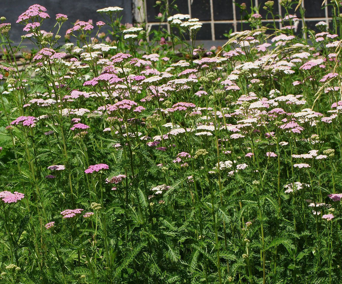 Изображение особи Achillea millefolium.