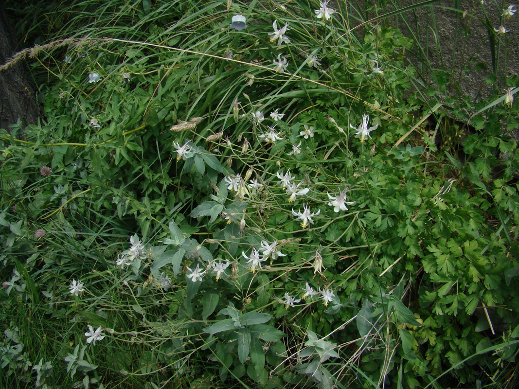 Image of Aquilegia darwasi specimen.