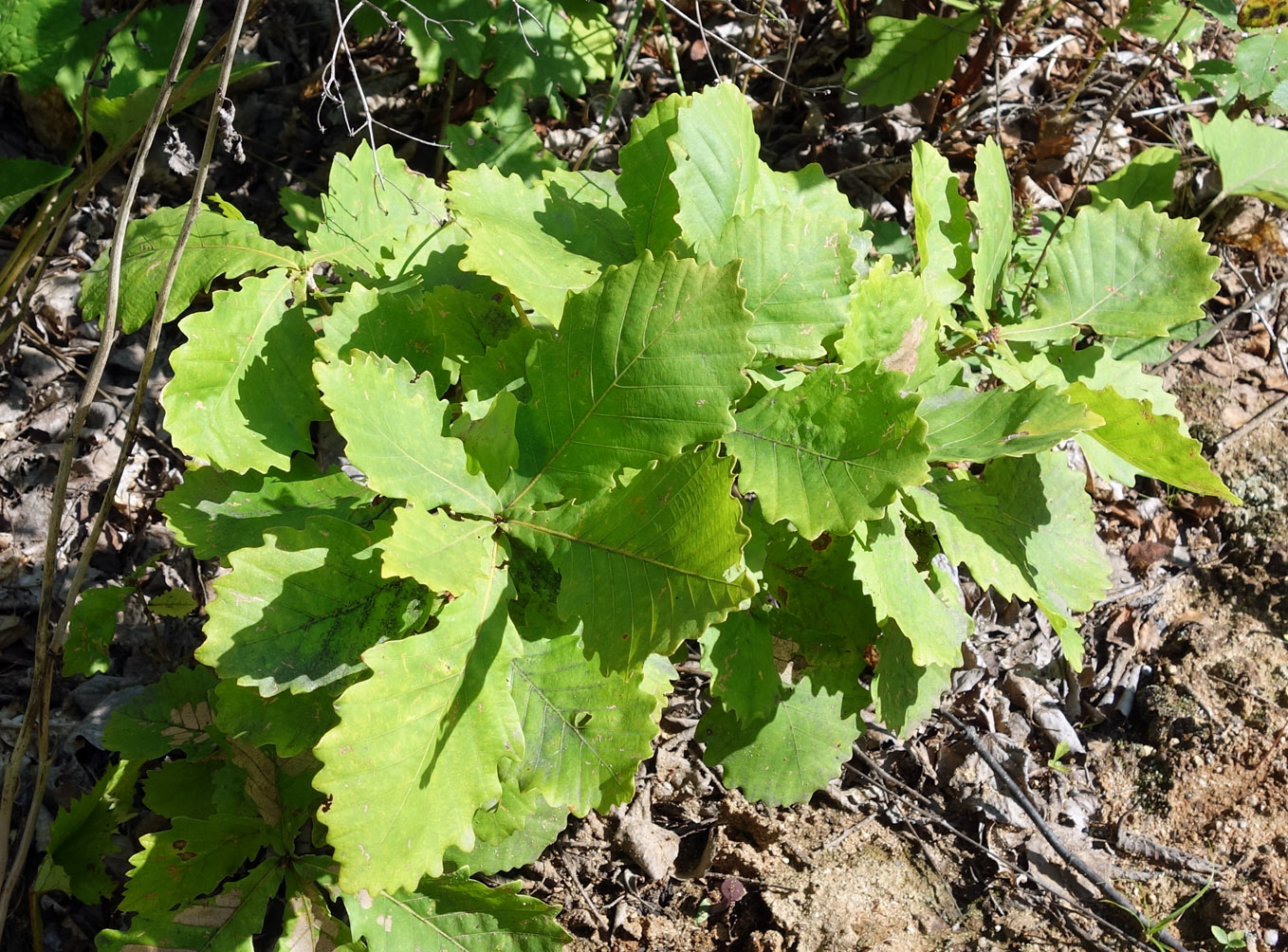 Image of Quercus mongolica specimen.