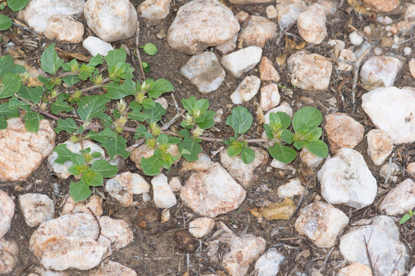 Изображение особи Alternanthera pungens.