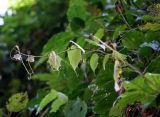 Fevillea cordifolia