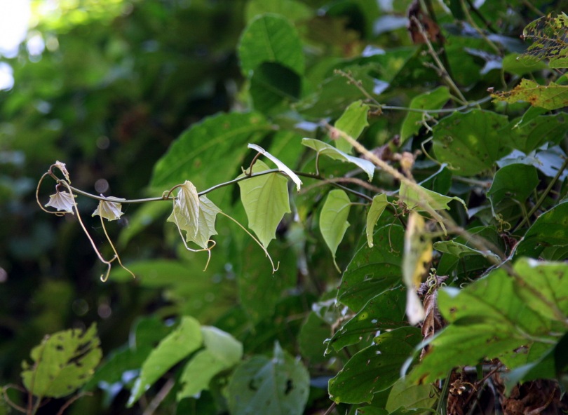 Изображение особи Fevillea cordifolia.