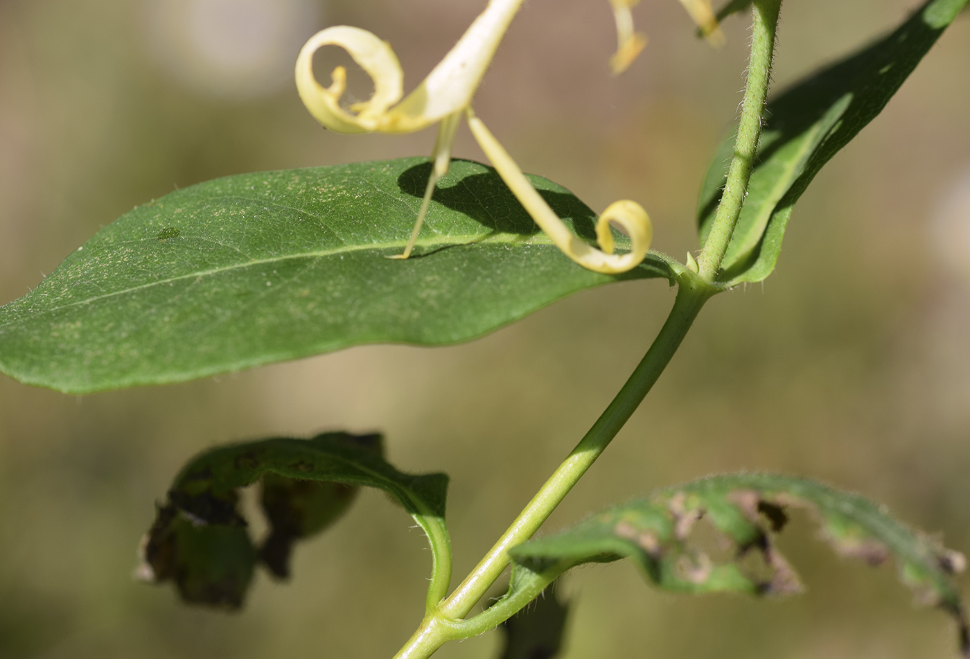 Изображение особи Lonicera periclymenum.