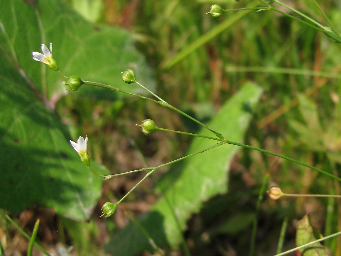 Изображение особи Linum catharticum.