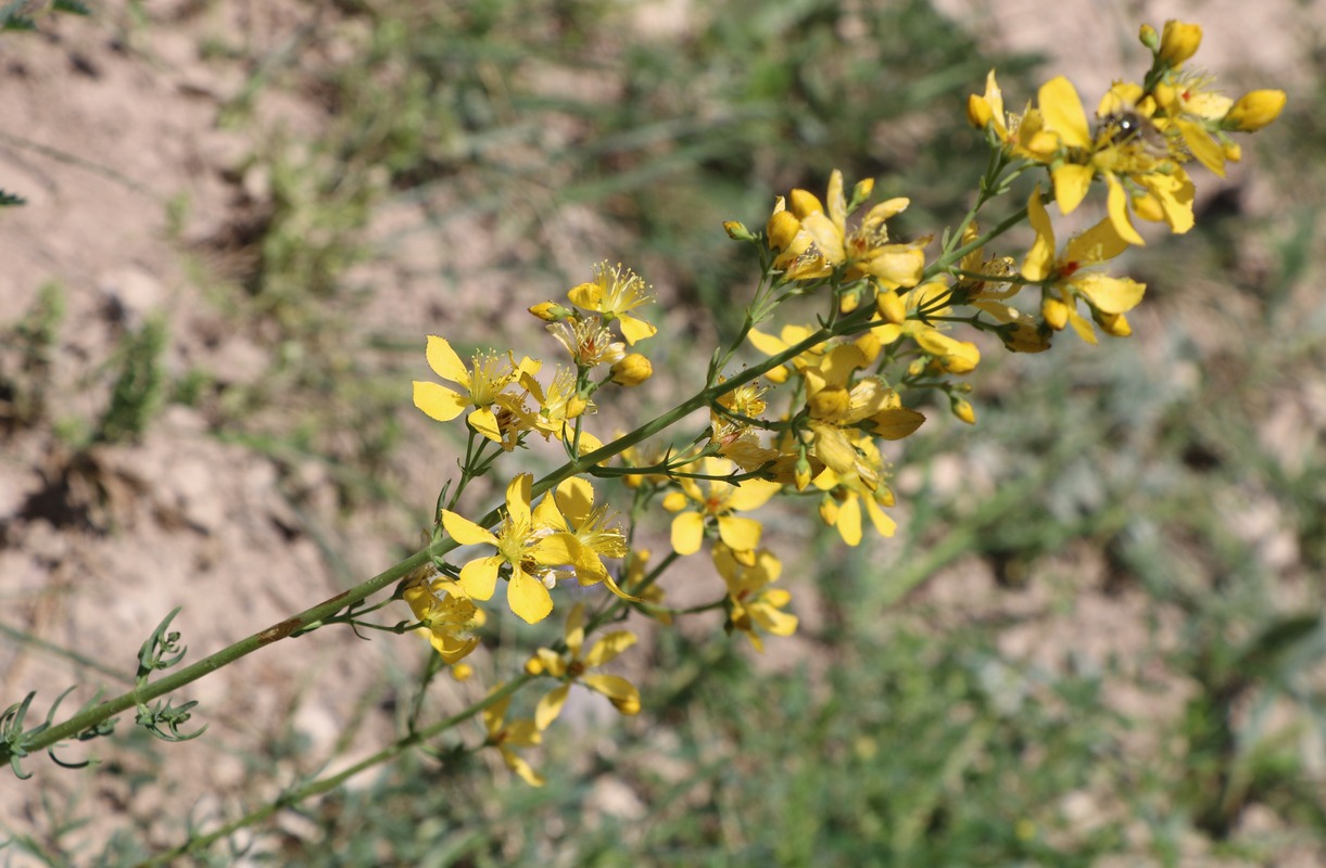 Image of Hypericum lydium specimen.
