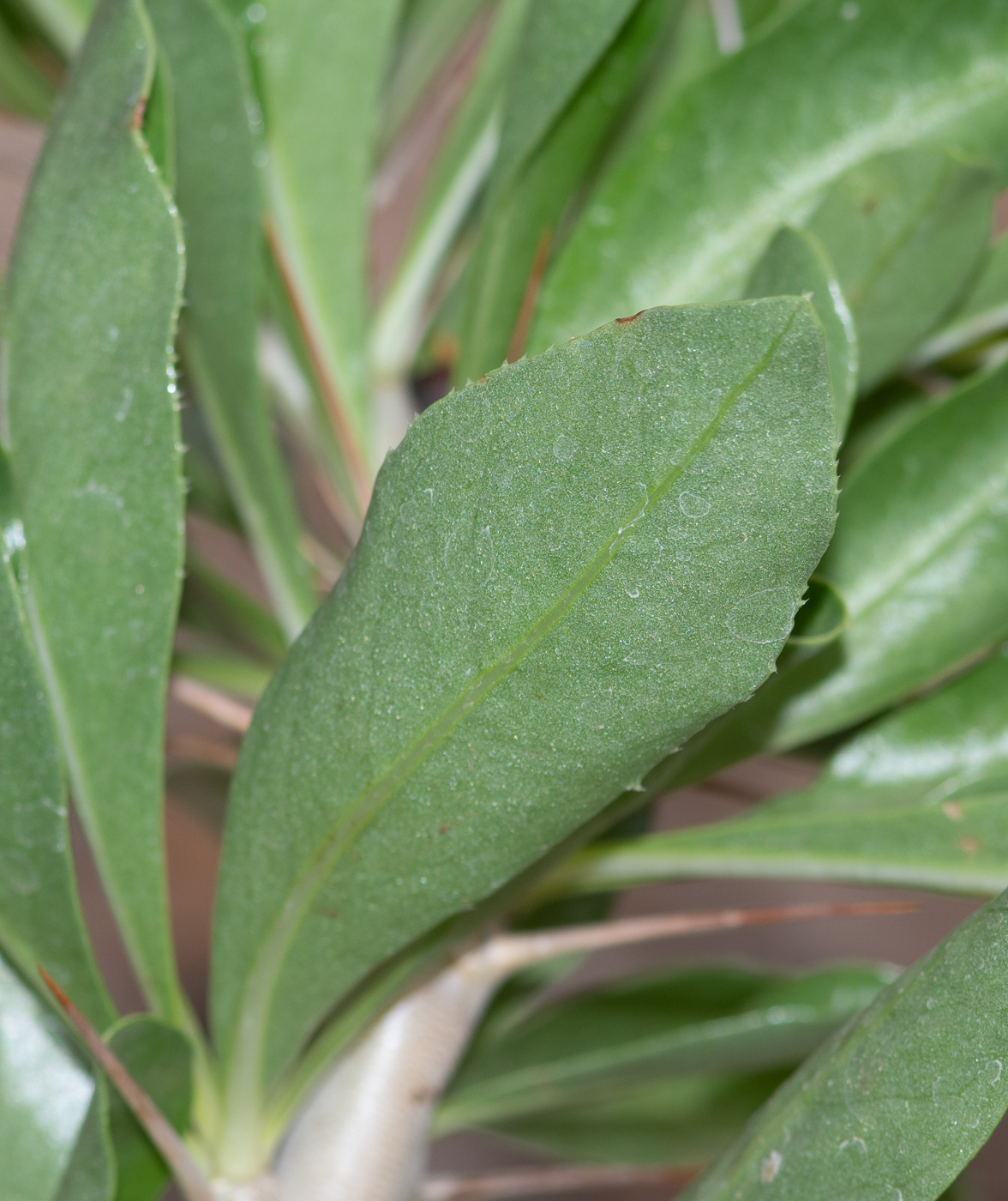 Image of Pachypodium saundersii specimen.