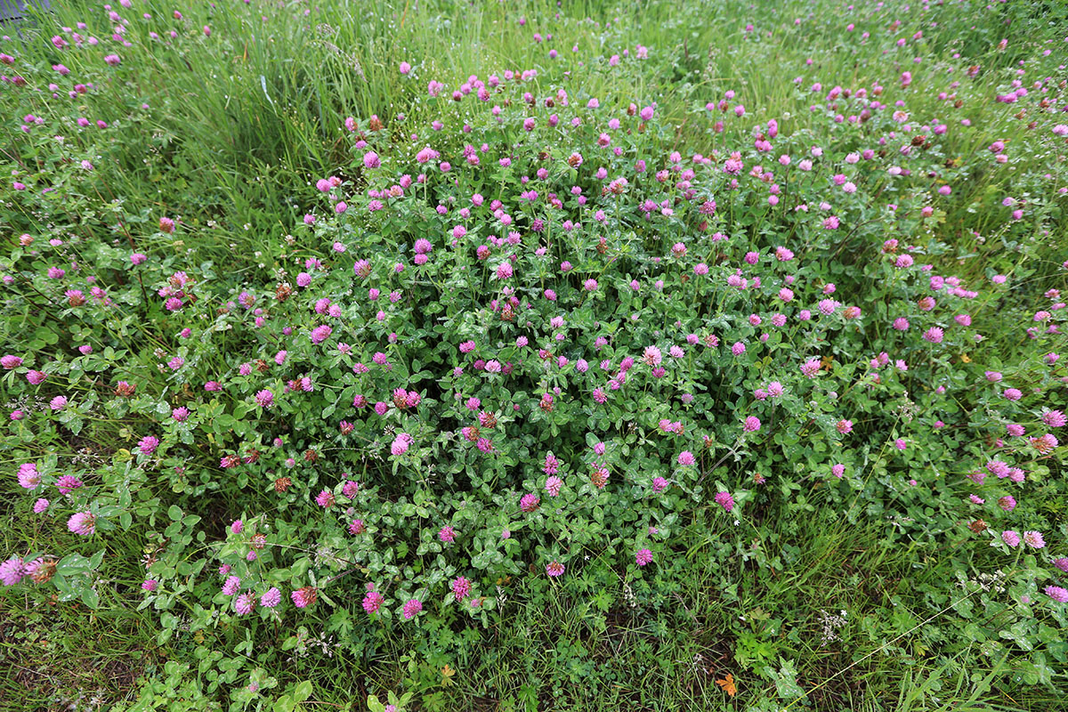 Изображение особи Trifolium pratense.