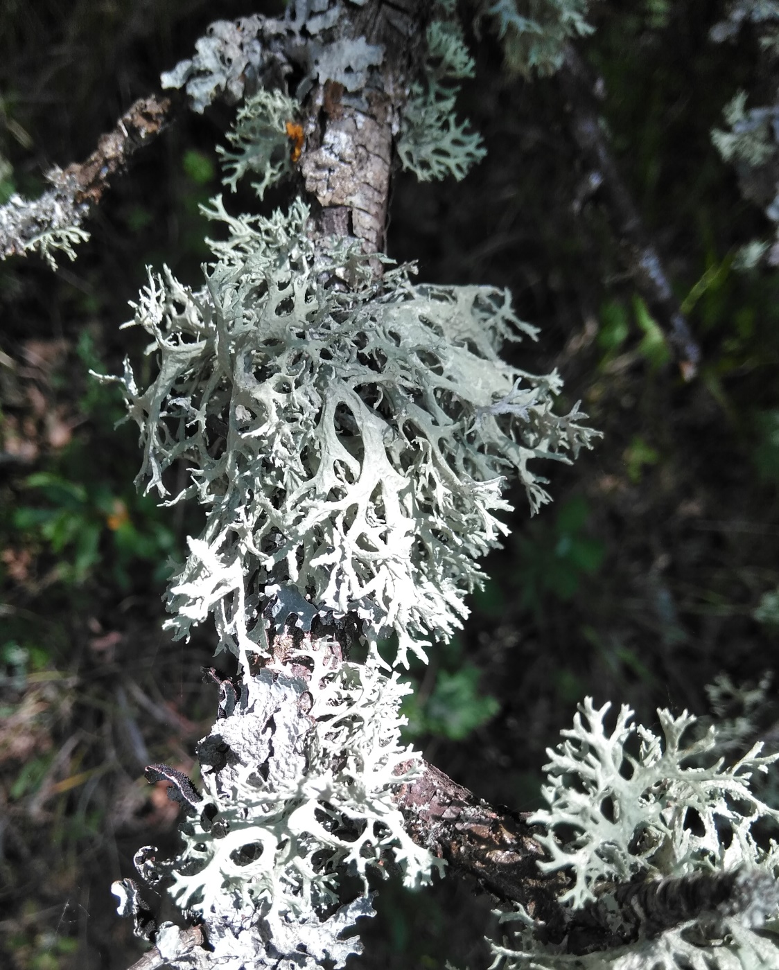 Изображение особи Evernia prunastri.