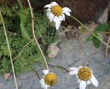 genus Pyrethrum