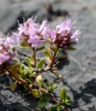 Thymus dmitrievae