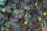 Oxalis corniculata