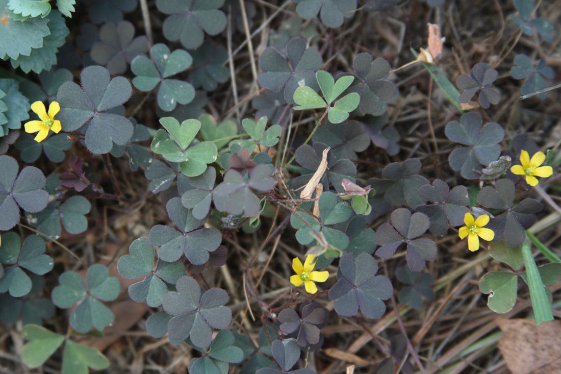 Image of Oxalis corniculata specimen.