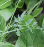 familia Apiaceae. Лист. Республика Алтай, Усть-Коксинский р-н, урочище Шумы, берег реки Мульта. 28 июля 2020 г.