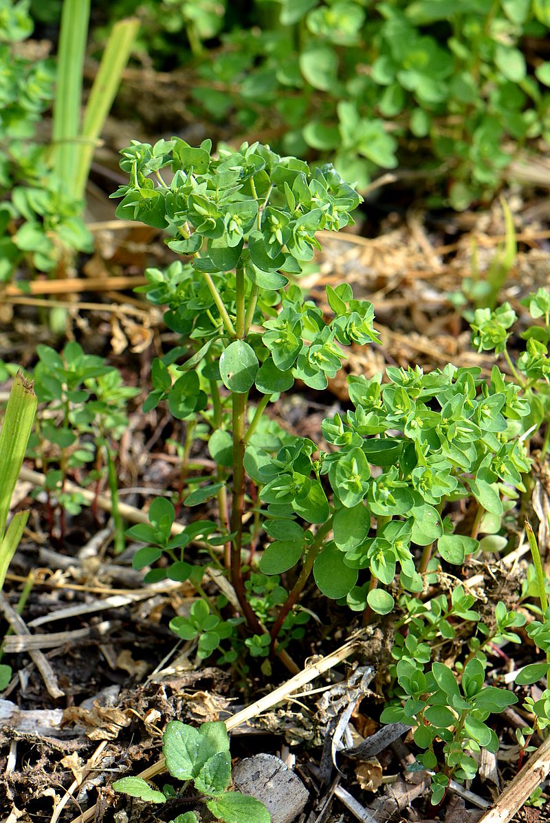 Изображение особи Euphorbia peplus.